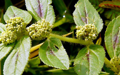 DUGDHIKA Euphorbia hitra Linn