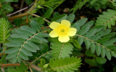 GOKSURAHTribulus terrestris Linn