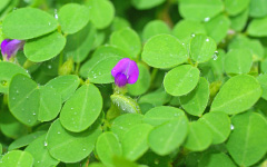 Desmodium triflorum