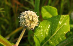 HAPUSA Sphaeranthus africanus Linn