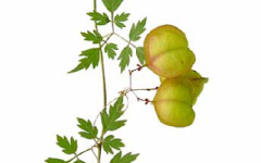 INDRAVALLICardiospermum halicacabum Linn