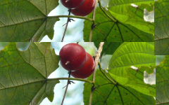 INDRAVARUNI Trichosanthes tricuspidata Lour