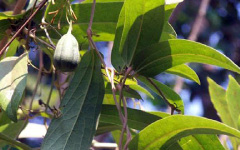 ISWARIAristolochia indica Linn