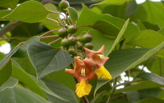 KASMARI Gmelina arborea Roxb