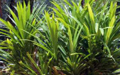 KOKILAKSAHArtanemalongifolium