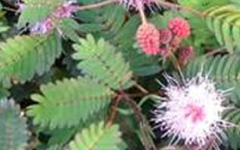 LAJJALUMimosa pudica Linn