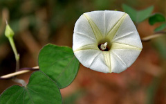 LAKSMANAIpomoea marginata