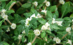 LONIKA AHernanthera sessilis