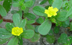 LONIKAPortulaca oleracea Linn