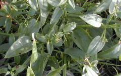 MANJISTHA Rubia cordifolia Linn