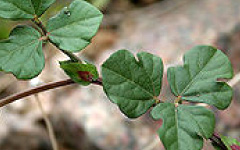 MUDGAPARNI Vigna angularis