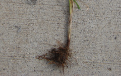 MUSTA Cyperus rotundus Linn