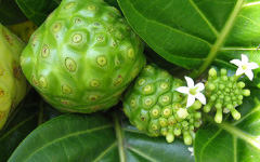 PAPHANAH Morinda pubescens Smith