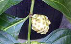 PAPHANAH Pavetta indica Linn