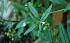 PARPATAKAHHedyotis brachypoda
