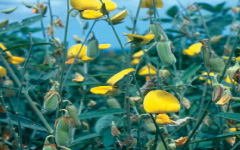 SANAPUSPI Crotalaria juncea Linn