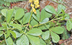 SANAPUSPI Crotalaria pallida Alton