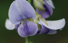 SANAPUSPI Crotalaria verrucosa linn