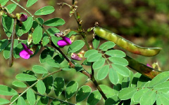 SARAPUNKHAH Tephrosia purpurea