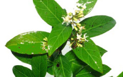 SARIBA Ichnocarpus frutescens