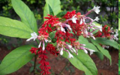 SARPAGANDHA Rauvolfia serpentina