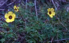 SATHAMBASTHI Hibiscus hispidissimus Griff