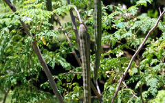 SIGRU Moringa oleifera Lam