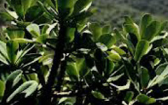 SNUHI Euphorbia nivulia Buch