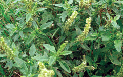 TANDULIYAH Amaranthus spinosus Linn