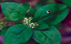 TUKAH Spermacoce articularis