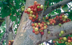 UDUMBARAH Ficus racemosa Linn