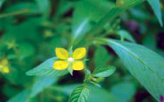 UPODIKA Ludwigia hyssopifolia