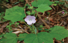 VALAKAH Coleus zeylanicus