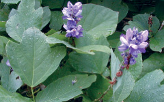 VIDARI Pueraria tuberosa