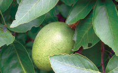 VILVAH Aegle marmelos