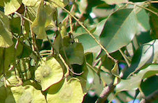 asanah Pterocarpus-marsupium