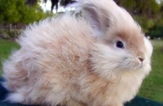 AngoraRabbit