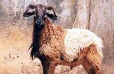 ShahabadiSheep