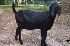 BlackBengalGoat