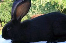 British Black Rabbit