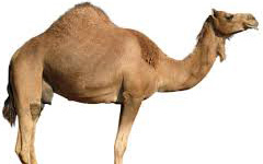 Camel