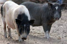 CountryPigs