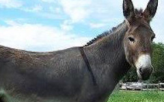 Donkey