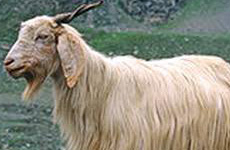 GaddiGoat