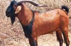 GanjamGoat