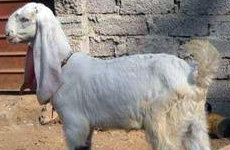 JamunapariGoat