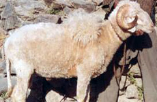 ShahabadiSheep