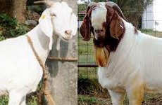 MalabariGoat