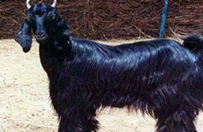 MarwariGoat