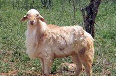 MecheriSheep